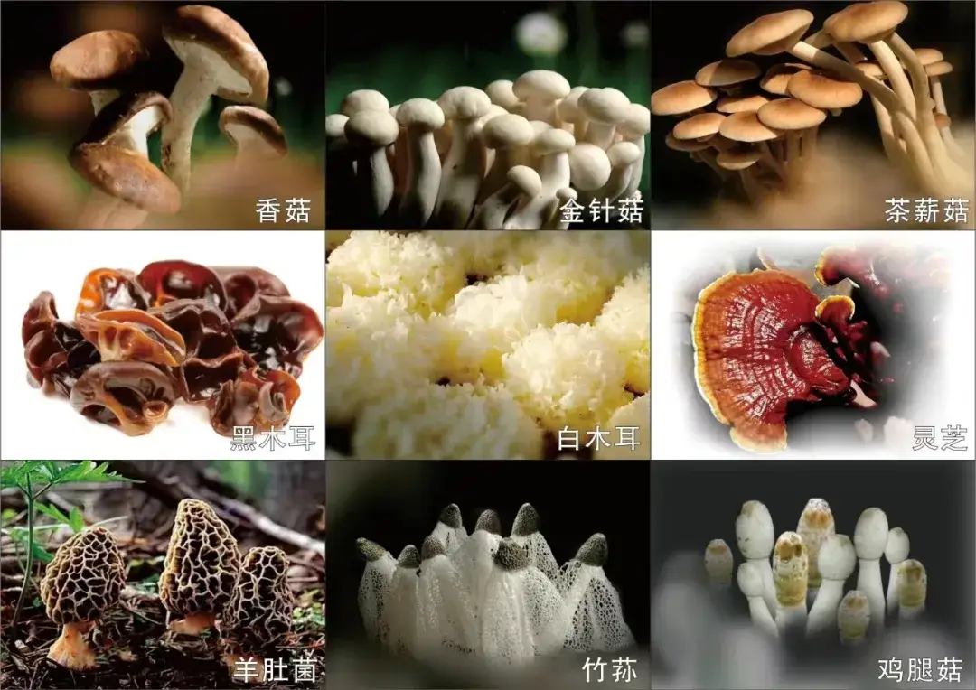 食用菌實驗室建設(shè)